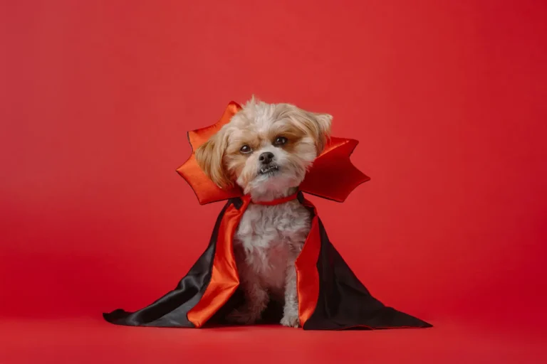 halloween pet costumes uk – funny pumpkin outfit for dogs and cats